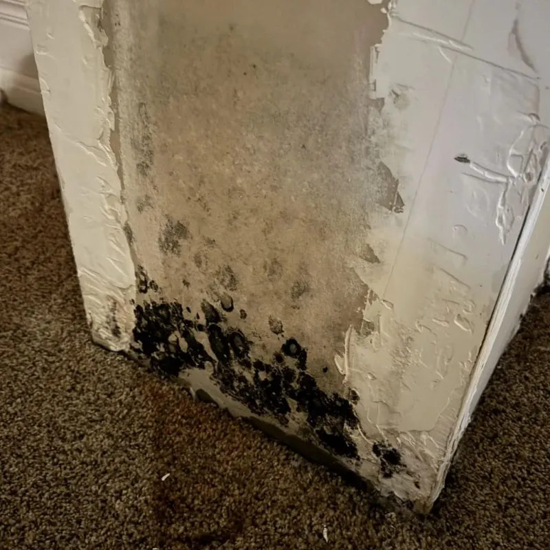 Professional Mold Removal in Wood County, TX